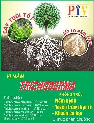 Vi nấm Trichoderma